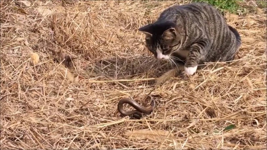  여름철 뱀조심, 뱀 때려잡는 고양이