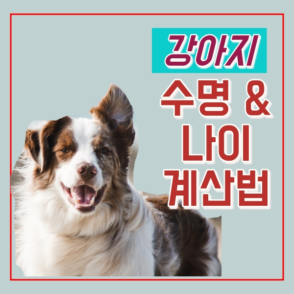  강아지 나이 계산법, 수명