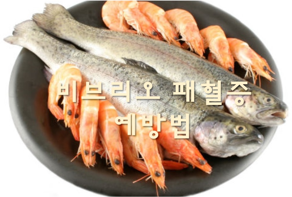  비브리오 패혈증 증상과 예방법