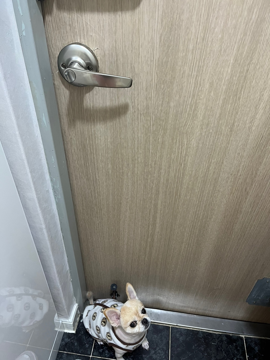 이득이 벚꽃 구경 다녀왔어요!!