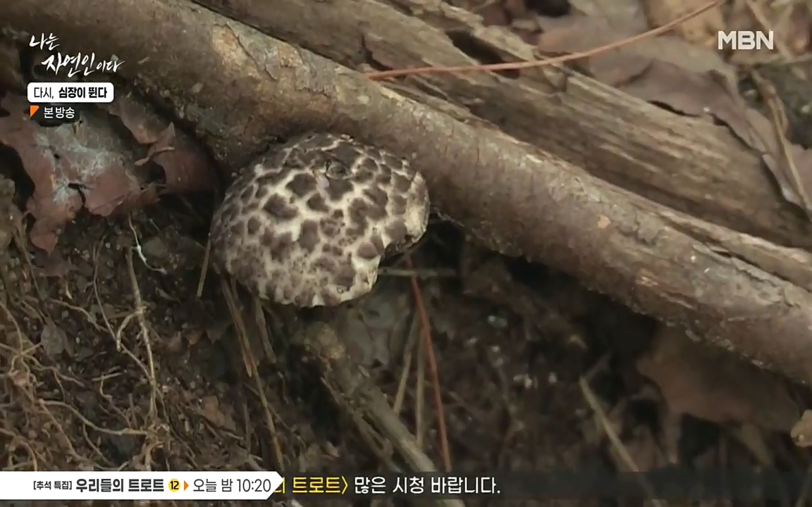 나는 자연인이다.E519.220915p-NEXT.mp4_20220915_194551.781.jpg