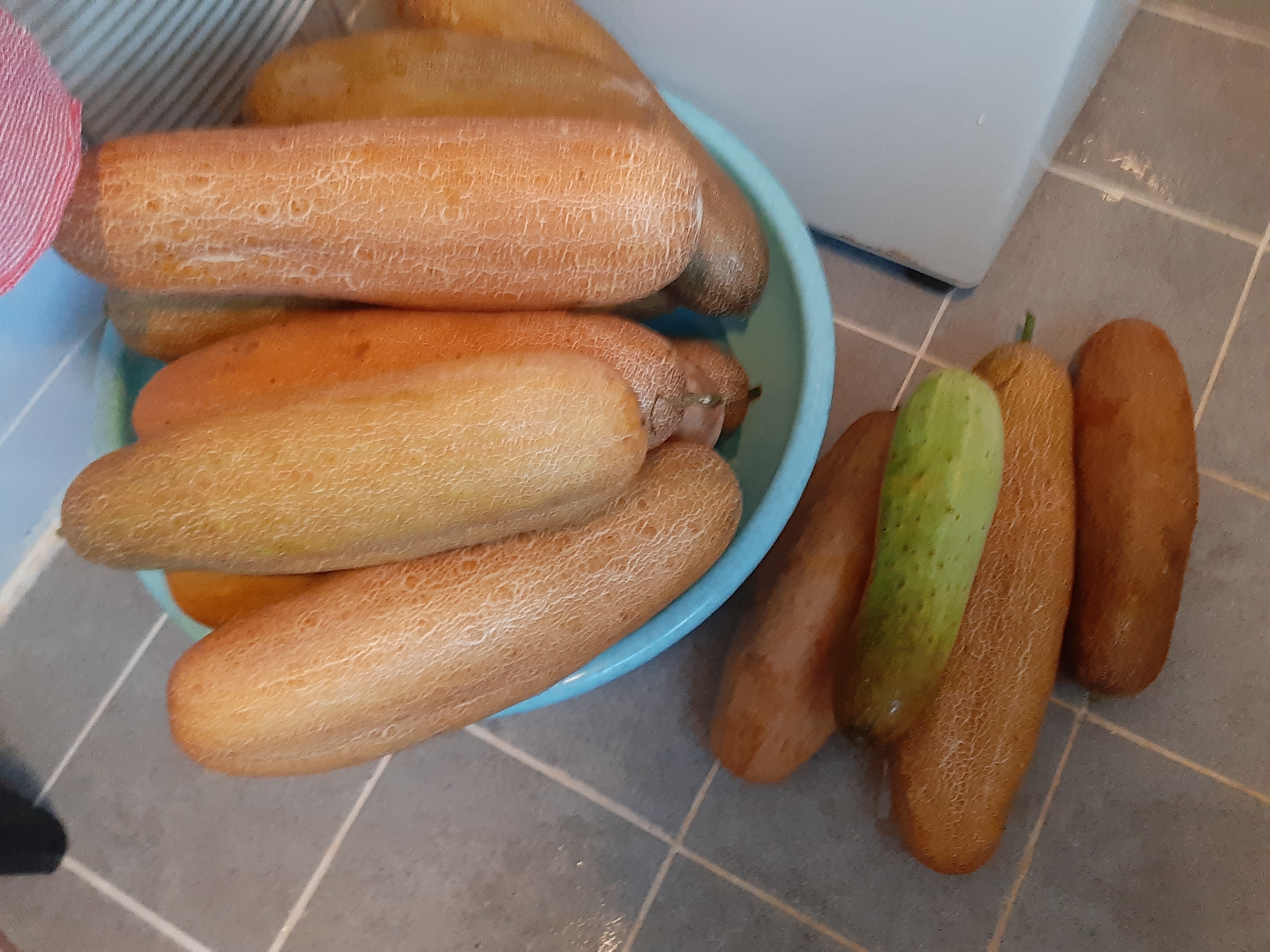  노각오이 무침