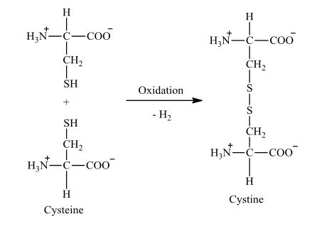  시스테인(Cysteine)  VS  시스틴(Cystine)의 차이점