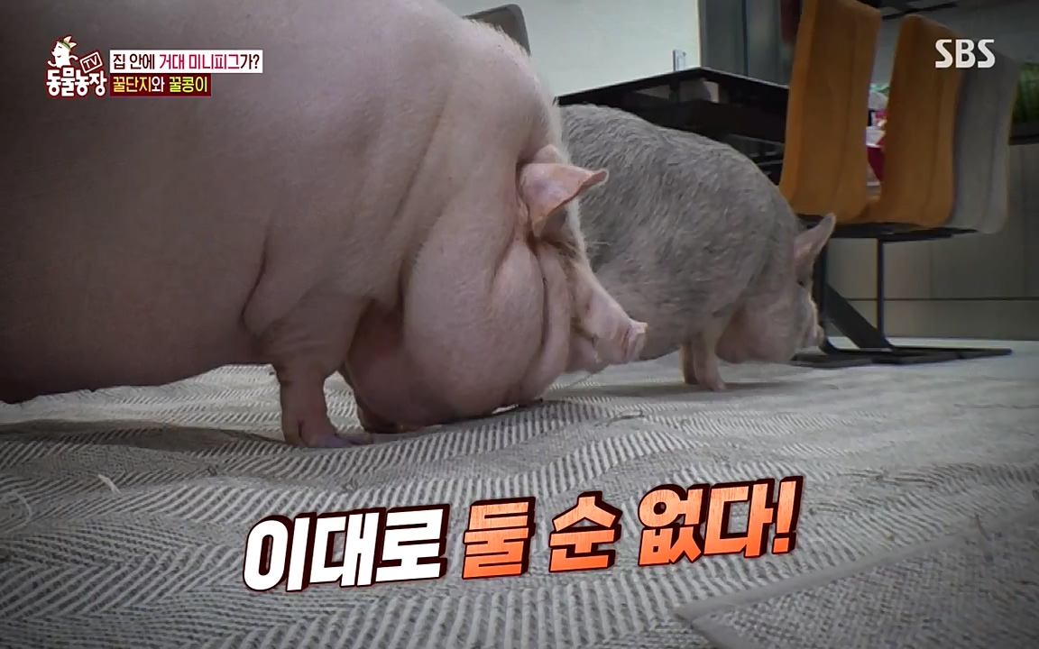 TV 동물농장.E1080.220732p-NEXT.mp4_20220731_174232.619.jpg