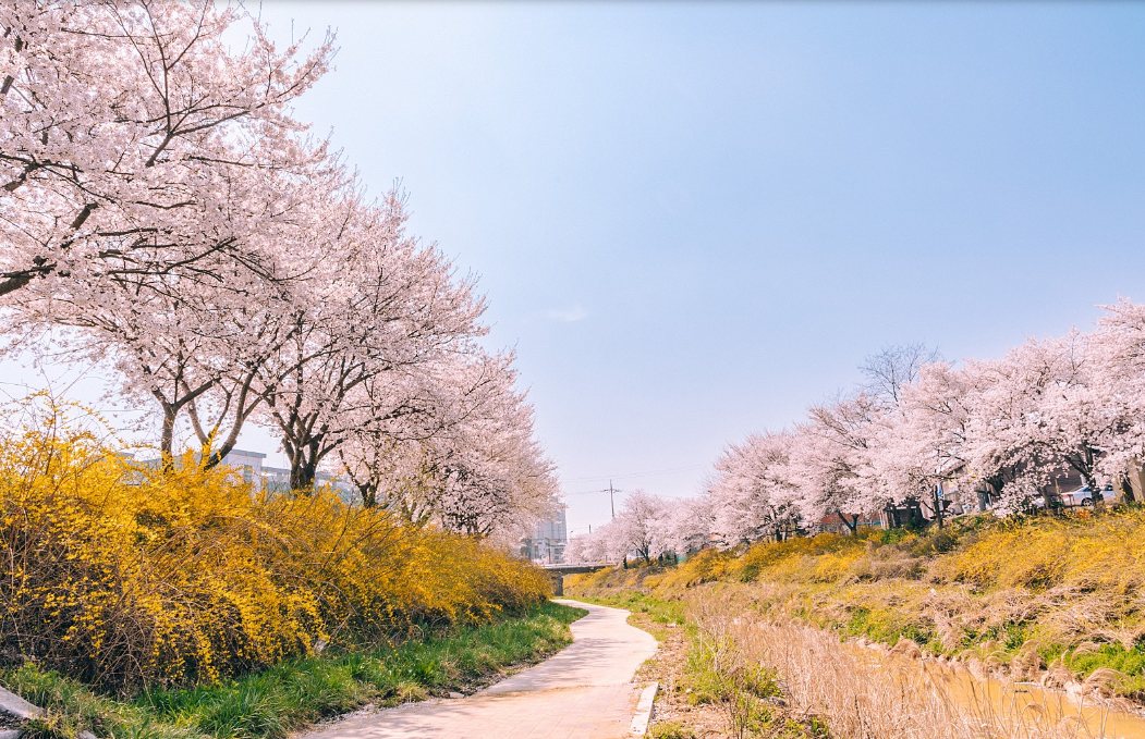 당진천 순성 벚꽃