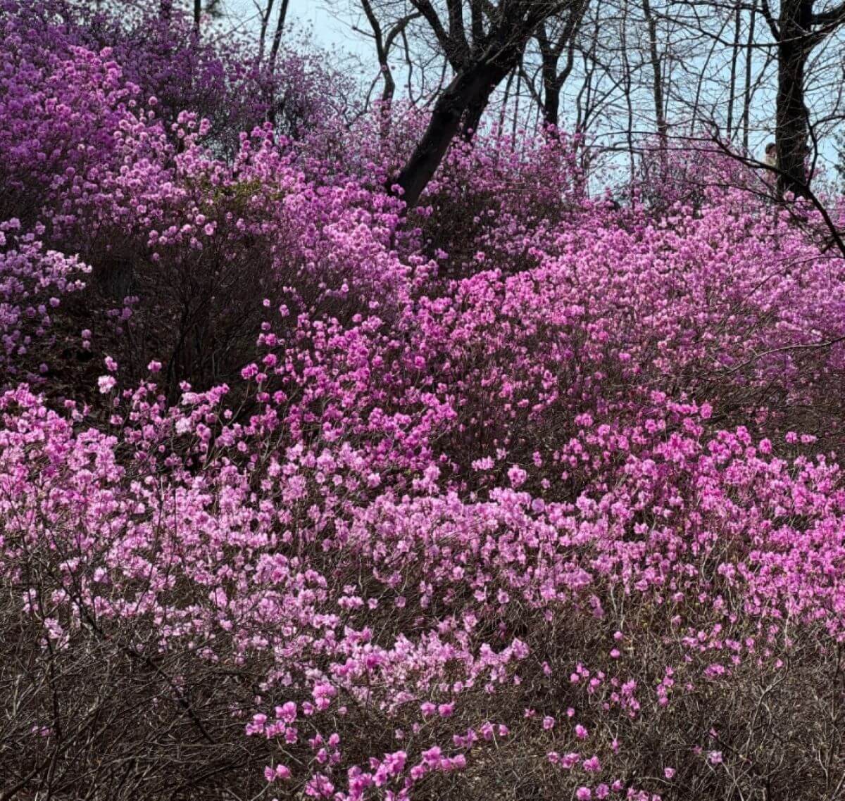 원미산