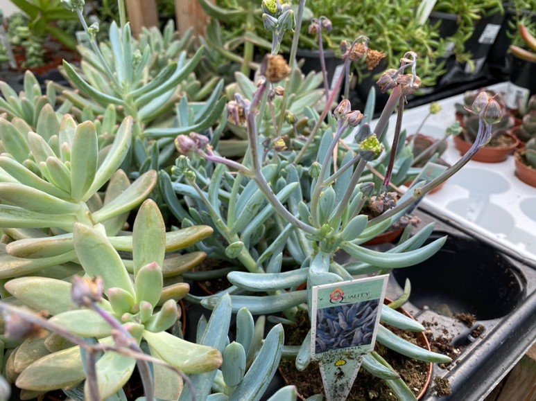 이름 가격도 같이 알아봐요. 예쁜 다육이 종류 10