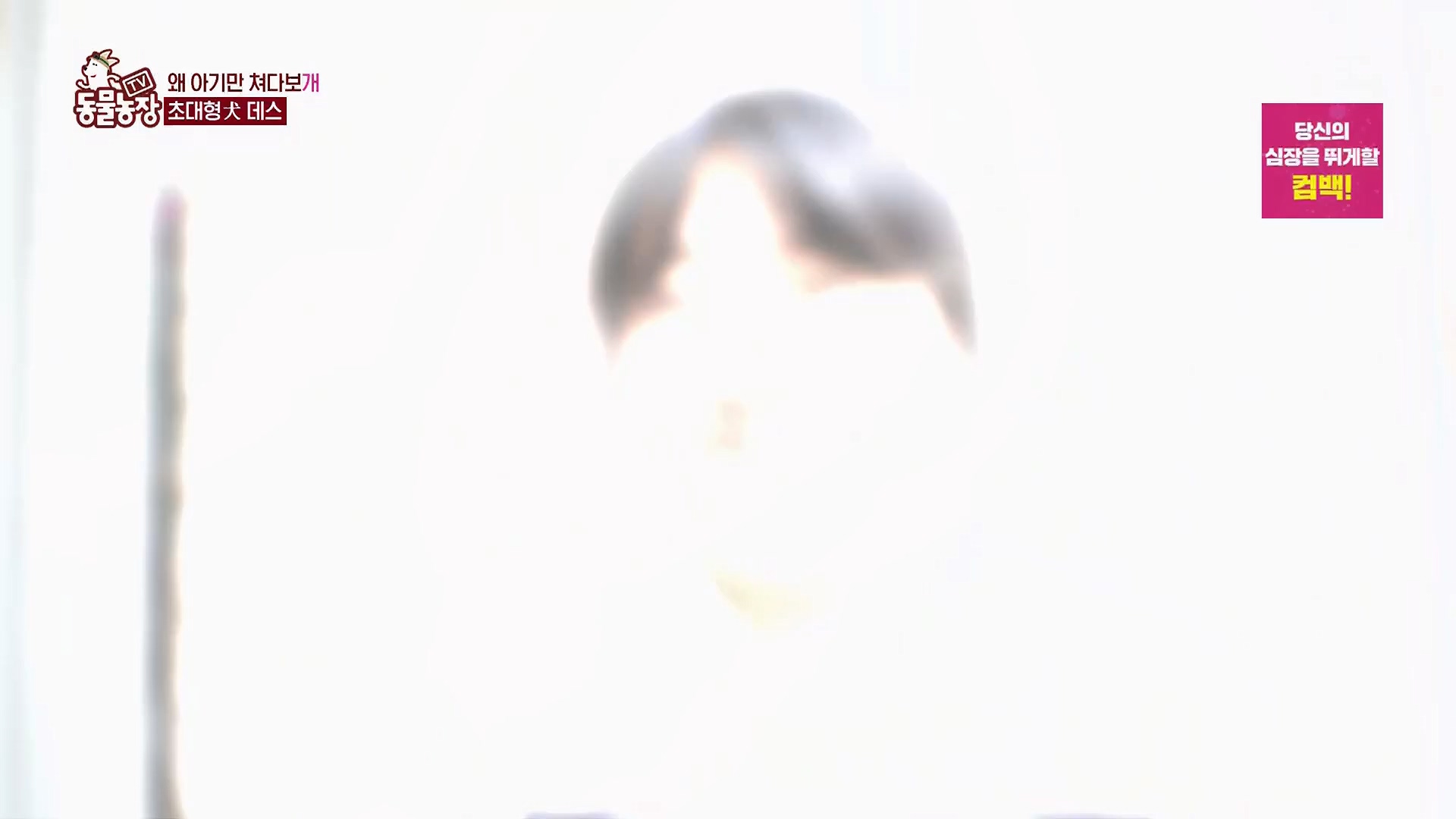 TV 동물농장.E1120.230514p.H264-F1RST.mp4_20230515_203541.900.jpg