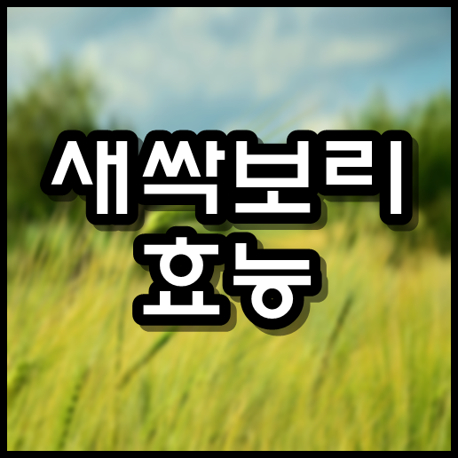  새싹보리 효능