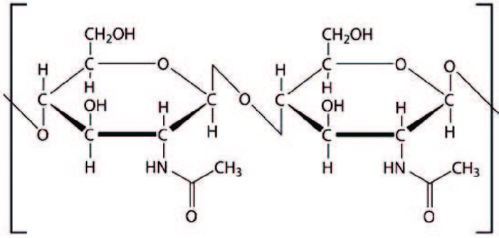키틴(chitin)