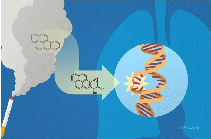 흡연&#44; 암 유발 DNA 돌연변이 일으킨다: 연구결과 Study confirms smoking causes DNA mutations that lead to cancer