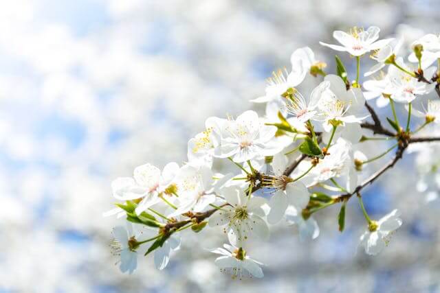 벚꽃축제 사진