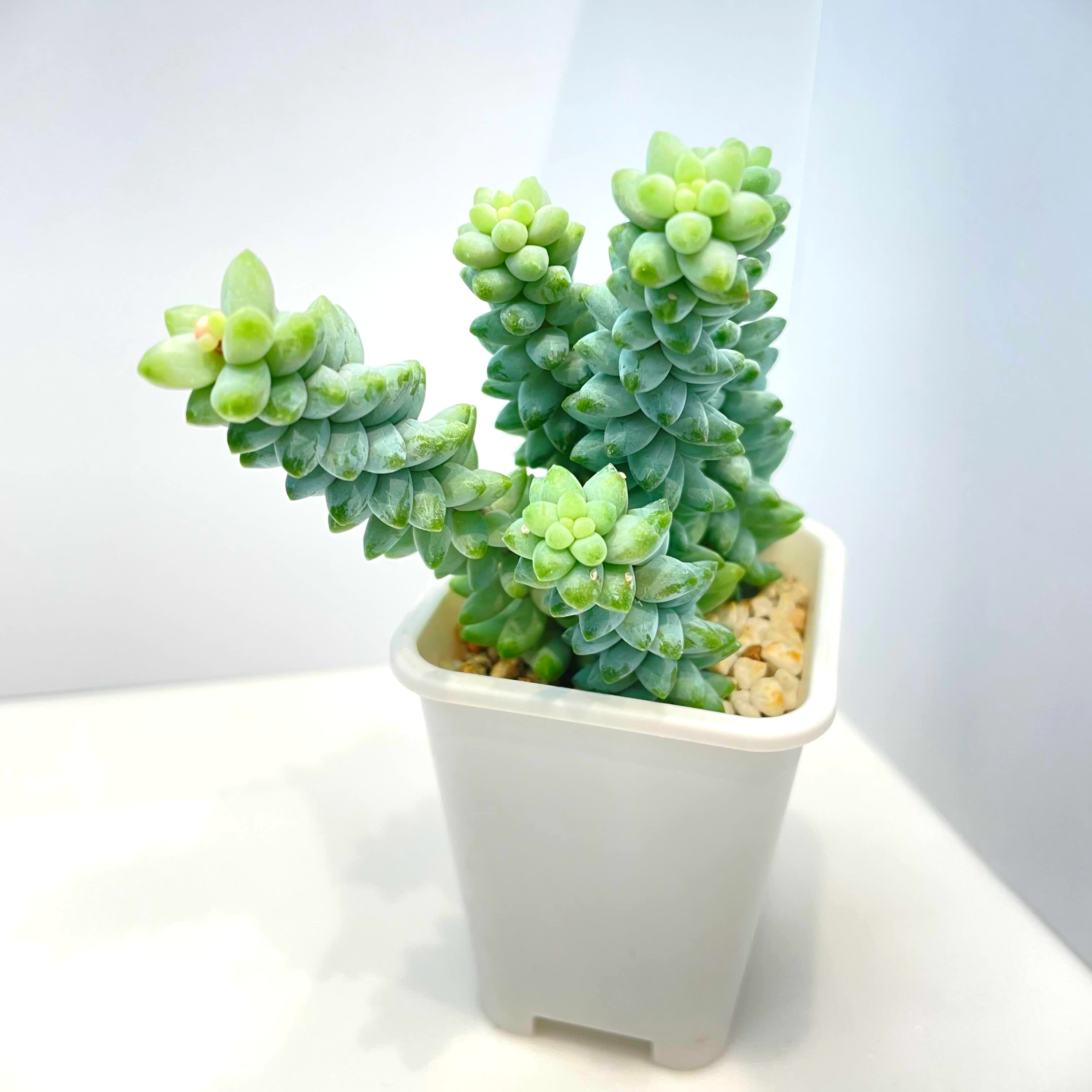  다글다글 청포도같은 청옥 순둥이 키우기 쉬운 청옥
