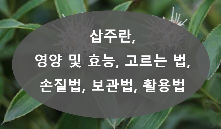 삽주란