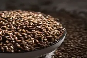 결명자차
