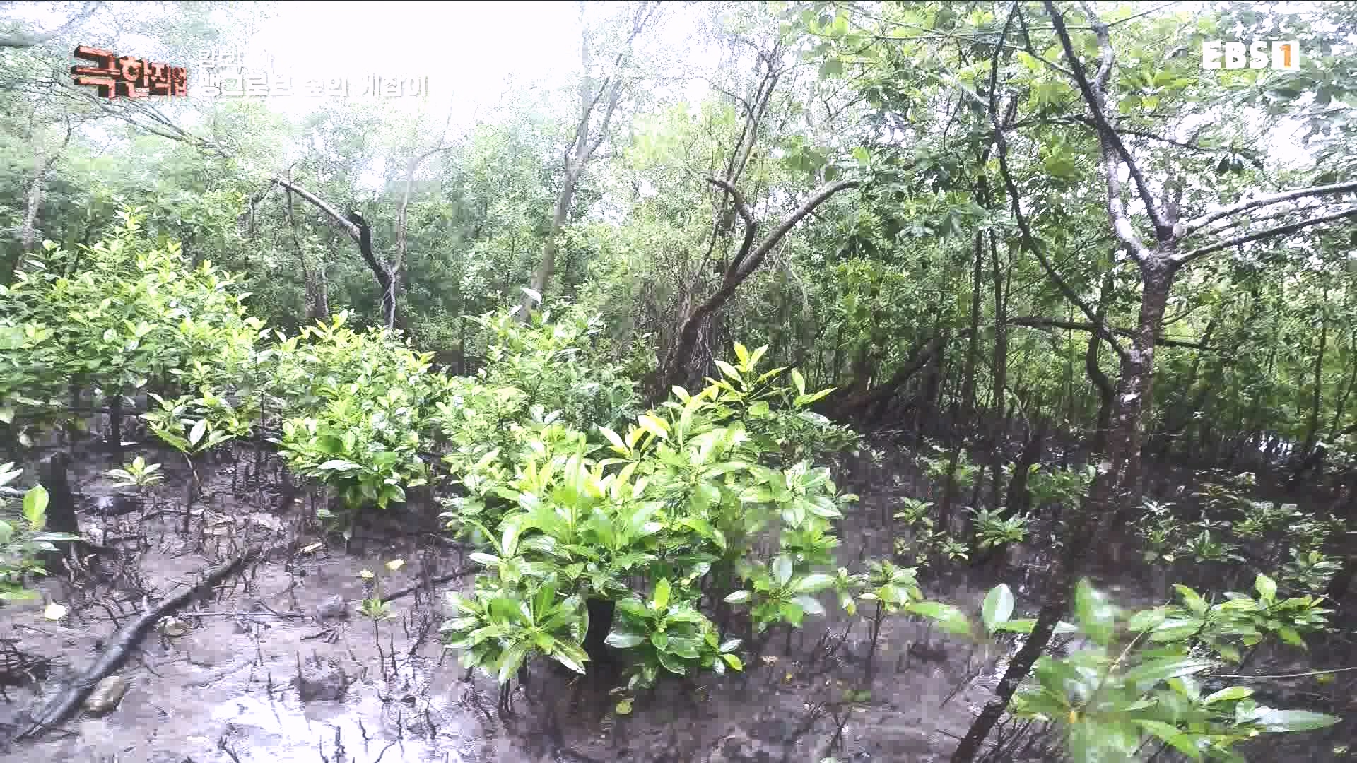 물뱀 사냥과 맹르로브숲의 게잡이 231021.mp4_20231025_211952.719.jpg