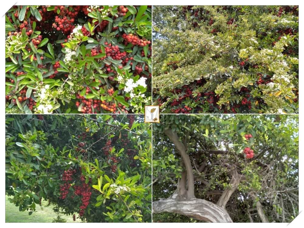 낙상홍 나무-앞-위-옆-아래-하얀꽃-빨강열매