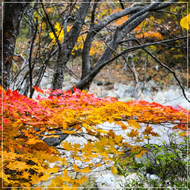 지리산 단풍