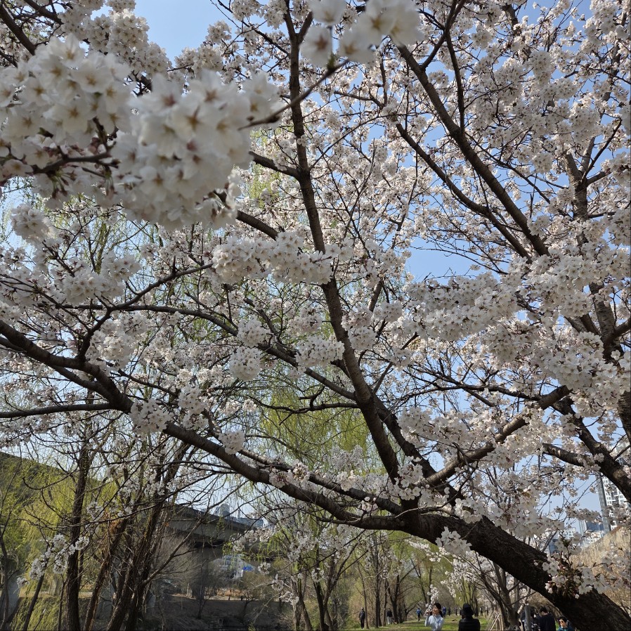 벚꽃