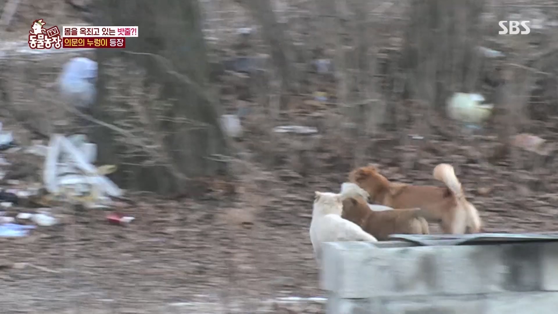 TV 동물농장.E1159.240218p.H264-F1RST.mp4_20240218_170010.523.jpg