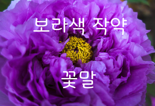 왕족 귀족 사치품 보라색 작약 꽃말