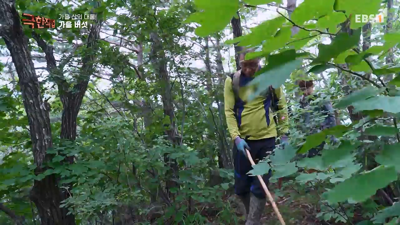 TV - 전 국민의 평생학교 EBS가을 산의 대물! 석청과 버섯.mp4_20230916_171658.722.jpg
