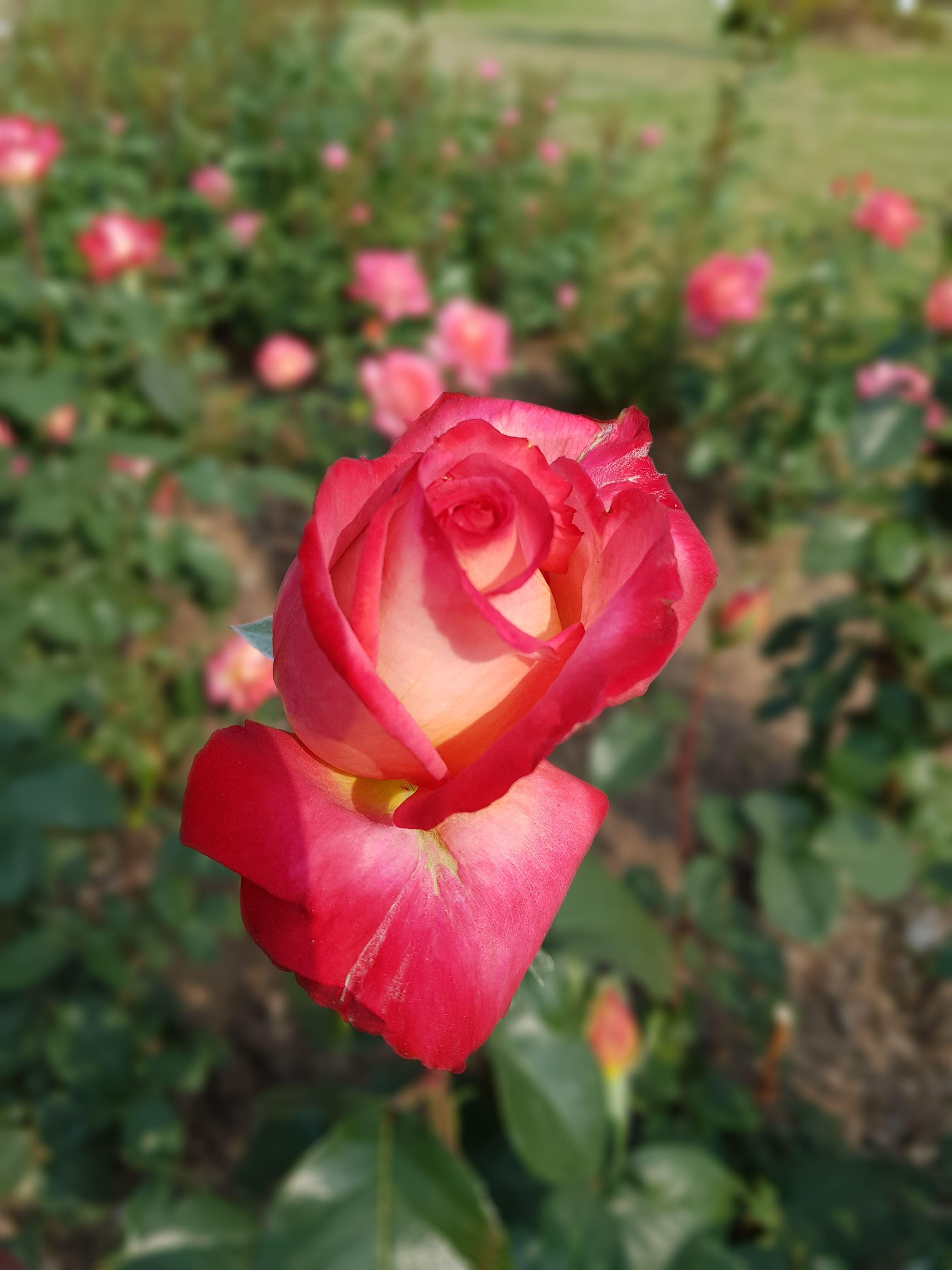 일산 호수공원 풍경20