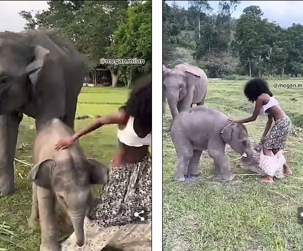 Playful baby elephant rips off model&#39;s skirt by clambering over her