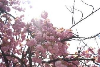 전국 겹벚꽃 명소 베스트 10 관광지_19