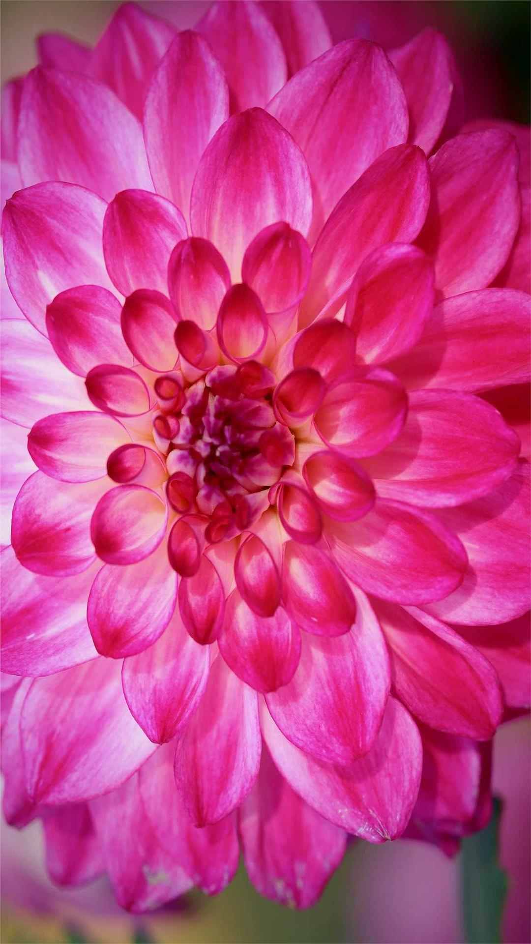 Dahlia Flower iPhone Wallpaper