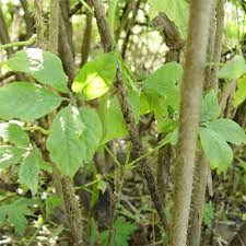 가시오가피의 12가지 장점 35