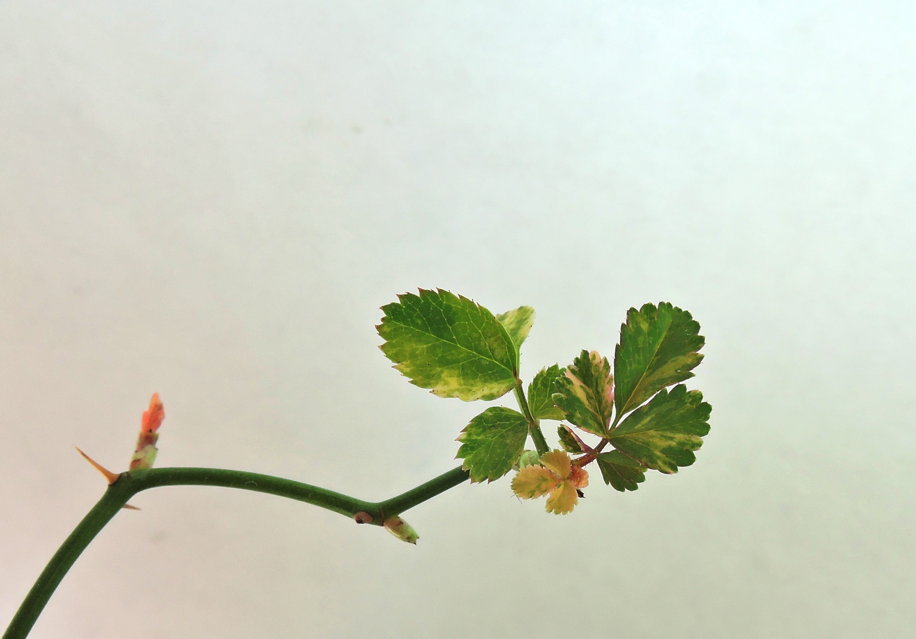 야생 찔레나무 무늬종 4