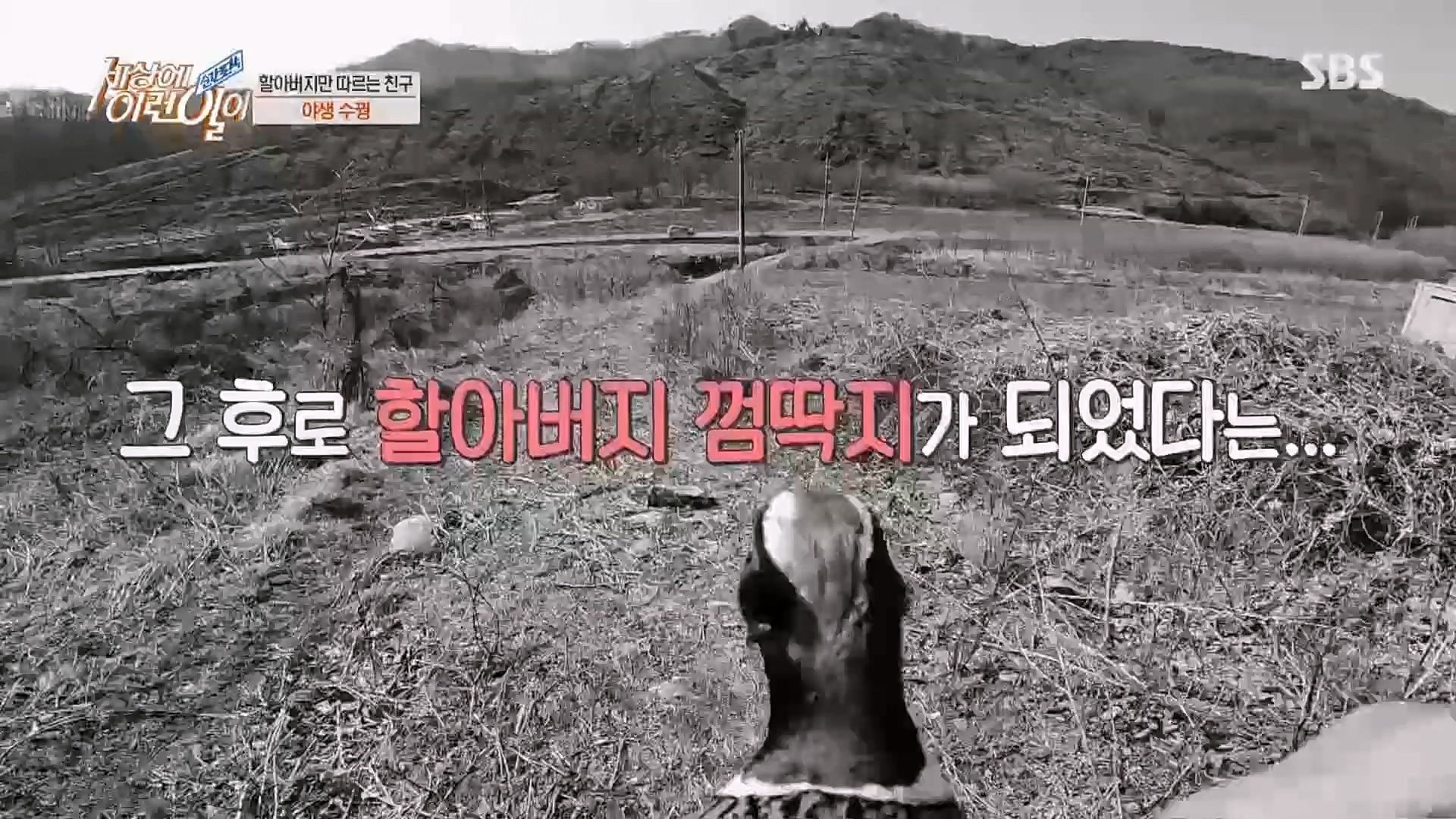 순간포착 세상에 이런일이.E1224.230404p.H264-F1RST.mp4_20230405_193509.745.jpg