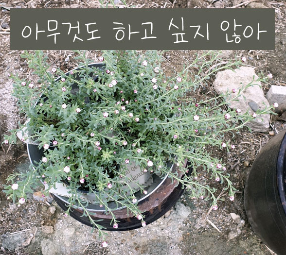  아무것도 하고 싶지 않아, 일상에 지칠 때 쉼표 같은 드라마(K-drama Summer Strike)