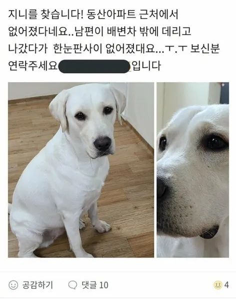  당근에서 실종견 찾은 후기