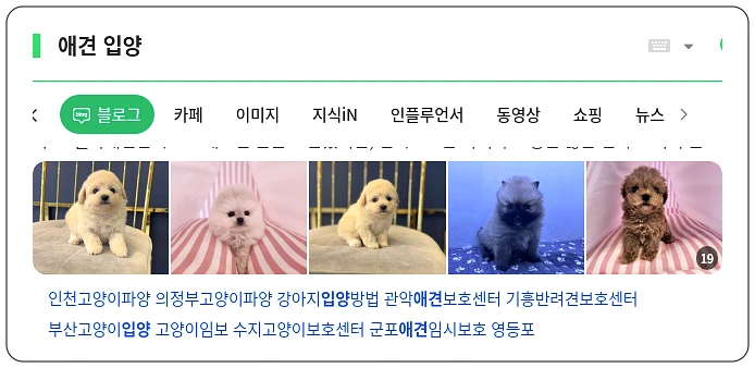 애견 입양_1_subsection