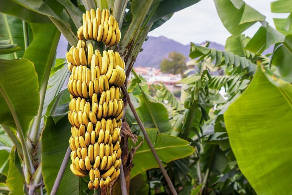 Musa acuminata Cavendish Subgroup