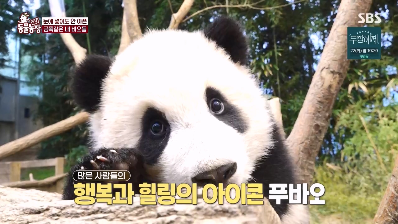 TV 동물농장.E1134.230821p-NEXT.mp4_20230820_193347.882.jpg
