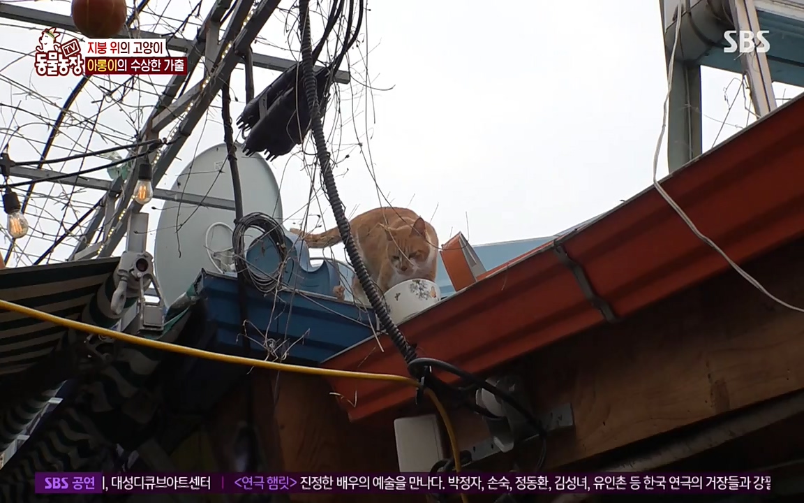 TV 동물농장.E1079.220725p-NEXT.mp4_20220724_151933.619.jpg