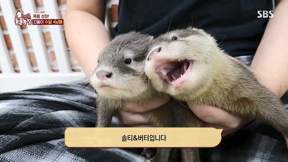 TV 동물농장.E1128.230709p.H264-F1RST.mp4_20230709_183600.563.jpg