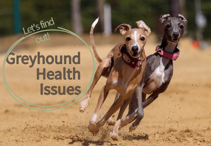 Greyhound Health Issues