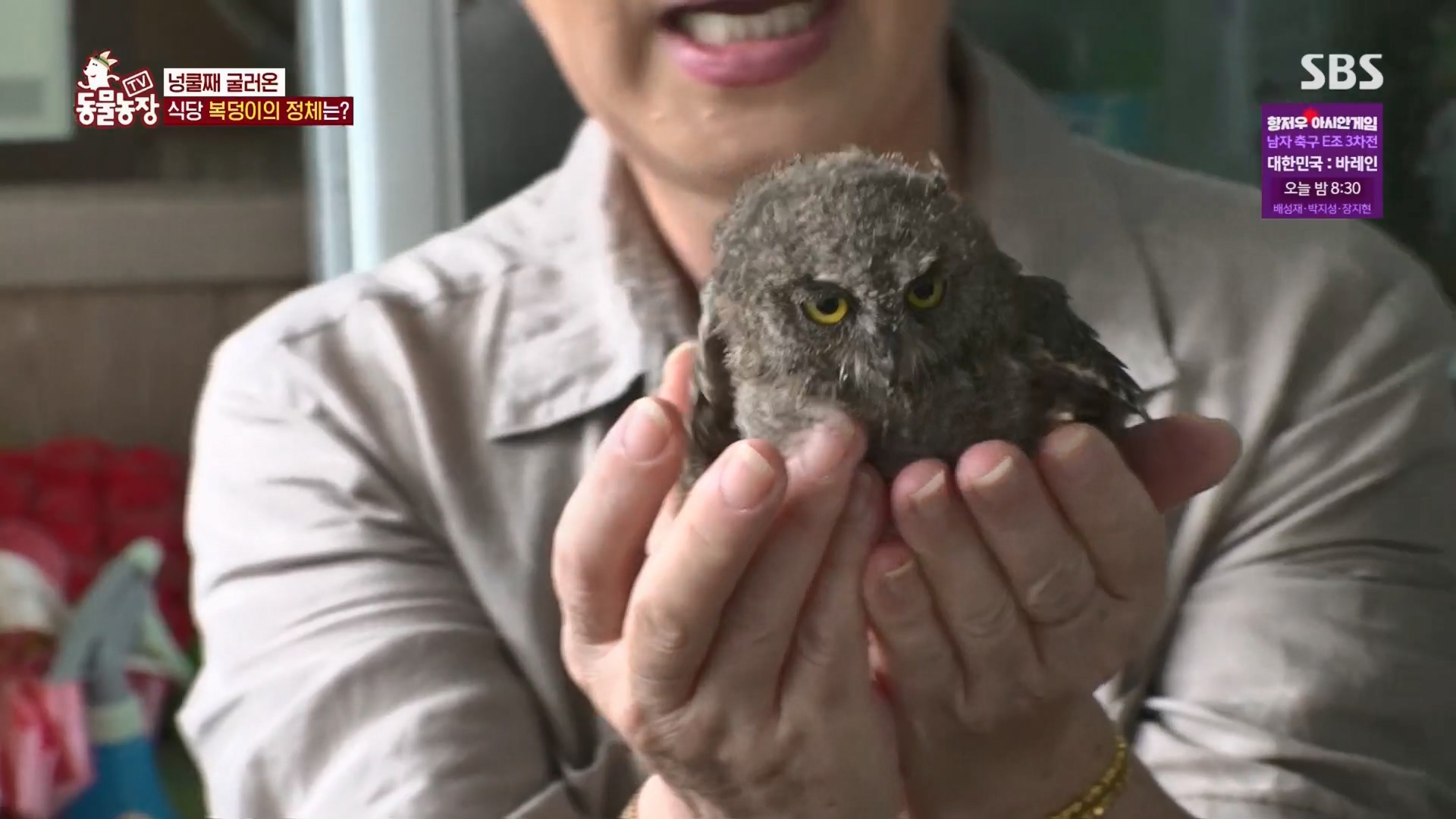 TV 동물농장.E1139.230924p.H264-F1RST.mp4_20230924_165928.350.jpg