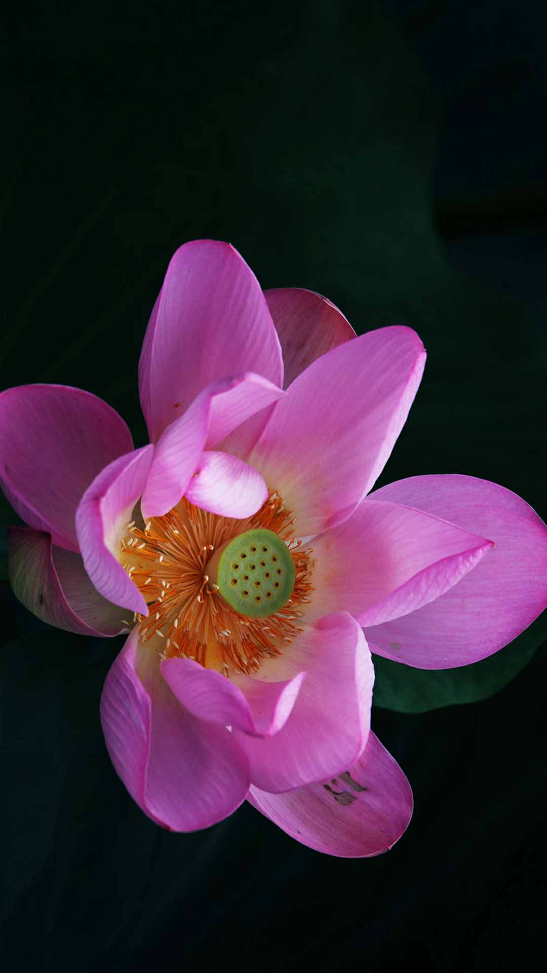 Lotus Flower iPhone Wallpaper