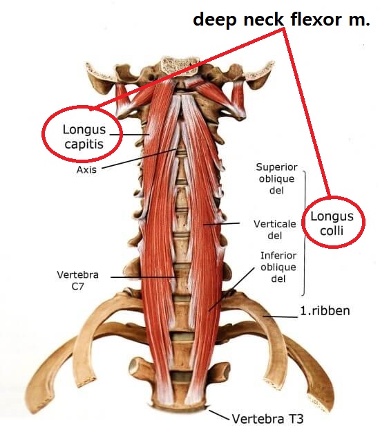 목의 deep flexor 근육을 활성화해야 안통과 두통을 막을 수 있다.