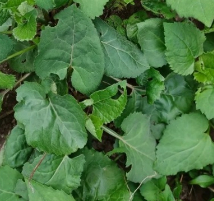 취나물 효능 부작용 알아보기 3