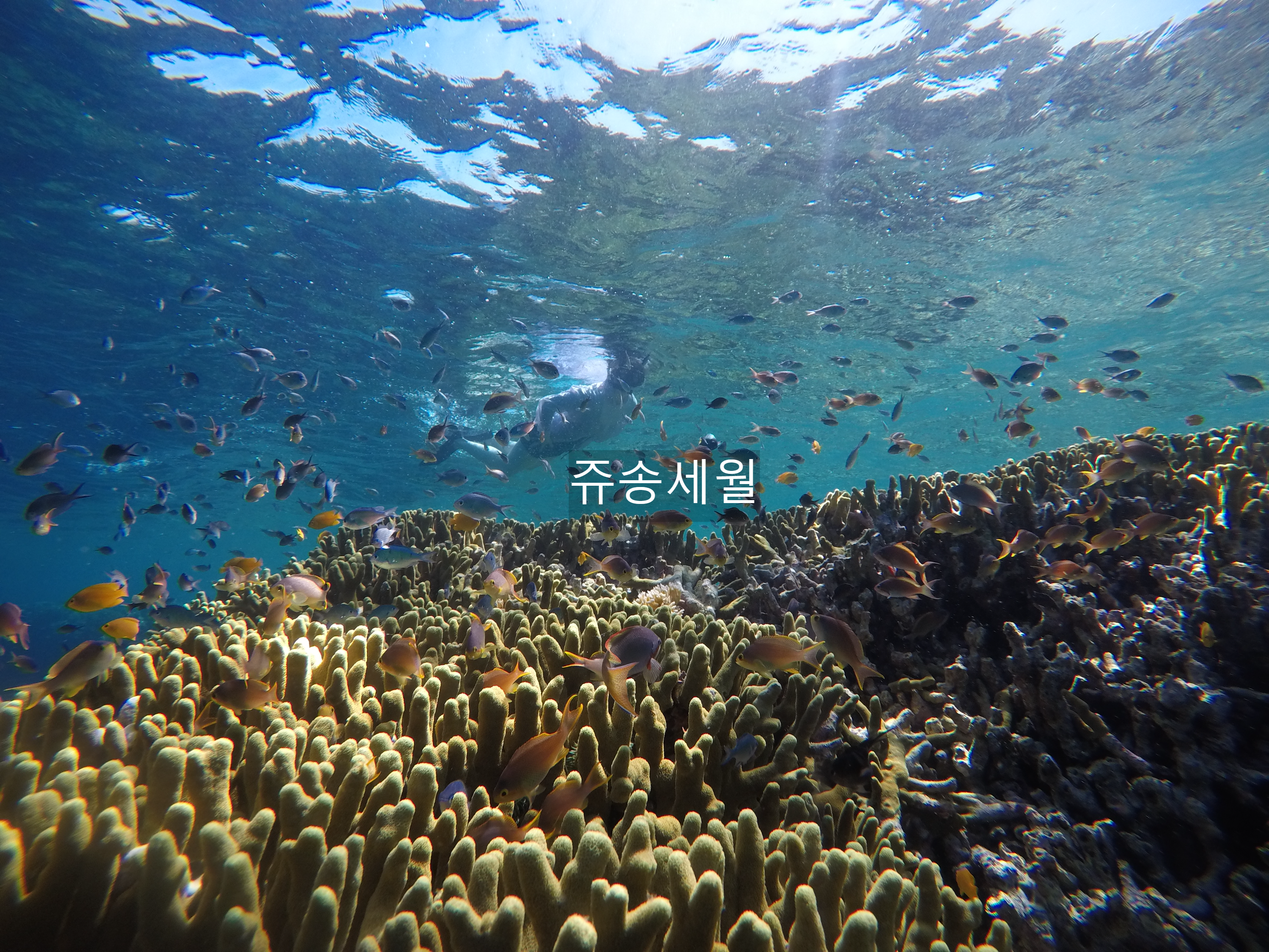 발리 스노쿨링