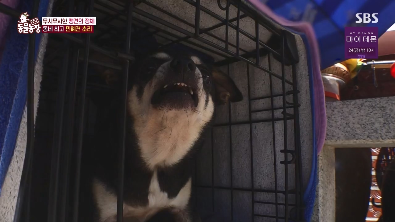 TV 동물농장.E1144.231106p-NEXT.mp4_20231105_175934.650.jpg