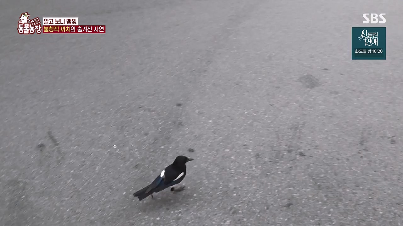 TV 동물농장.E1177.240624p-NEXT.mp4_20240623_163748.914.jpg