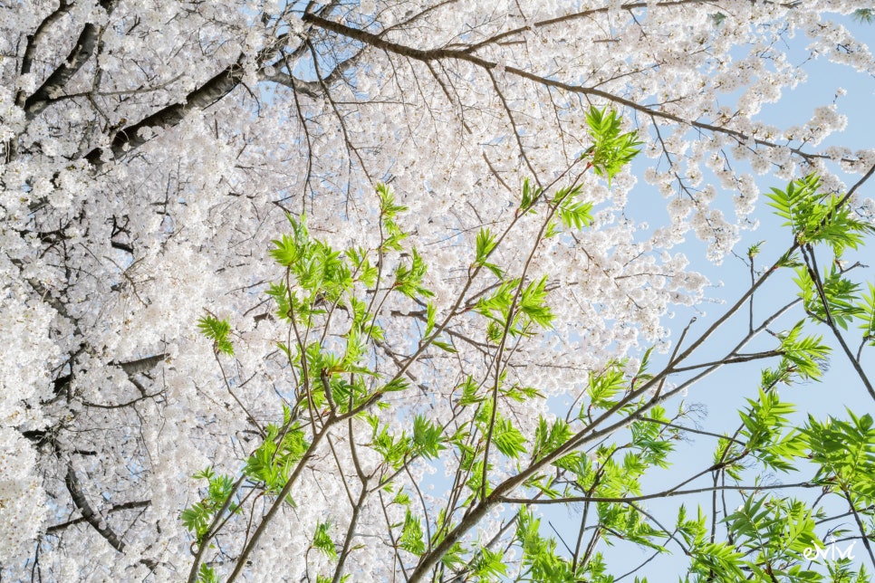 강릉 남선공원 벚꽂