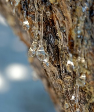 효능 부작용 정리 메스틱검 매스틱검 6